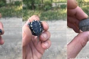 Így néz ki egy tojásból nemrég kikelt mocsári teknős bébi