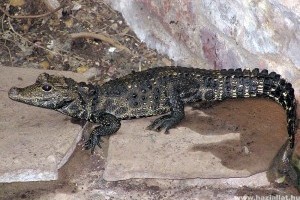 Különleges, tompaorrú krokodilok születtek a Szegedi Vadasparkban