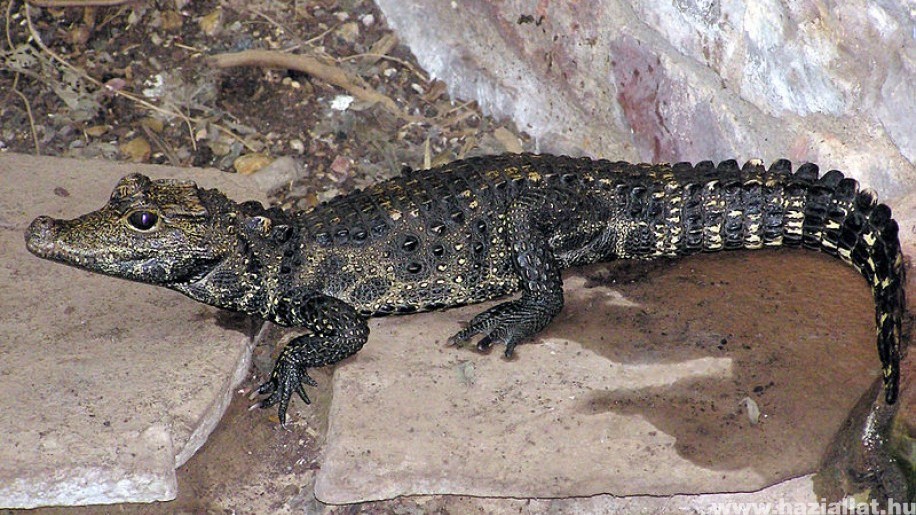 Különleges, tompaorrú krokodilok születtek a Szegedi Vadasparkban