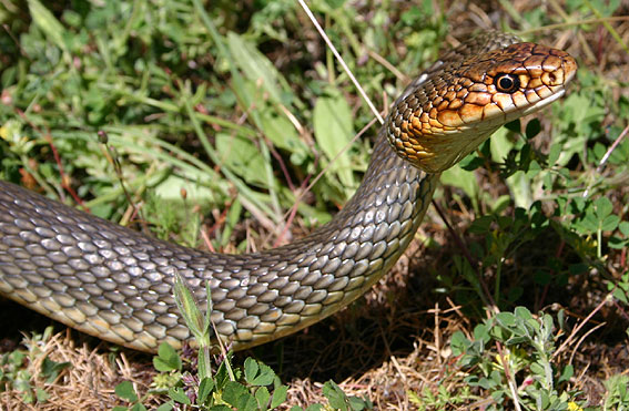 Dolichophis caspius, haragos sikló