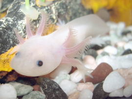 Mexikói axolotl poronty