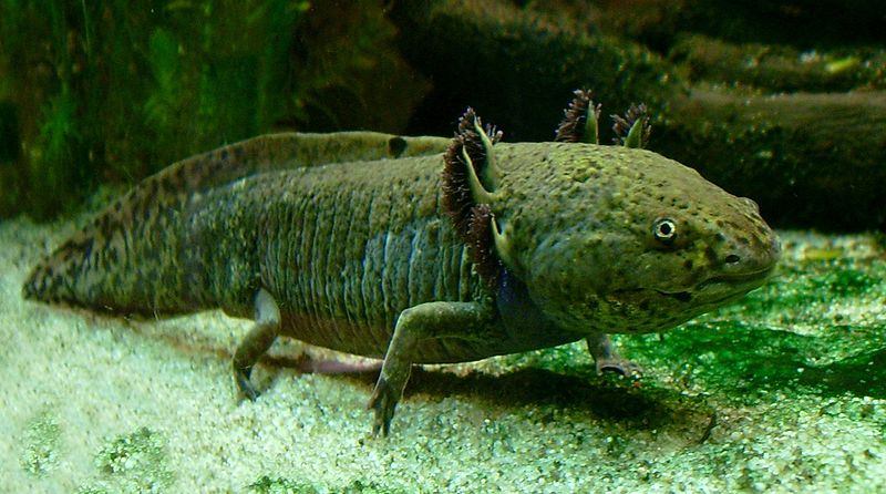 Kifejlett ambystoma mexicanum