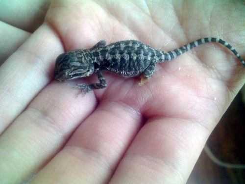 Pogona minor