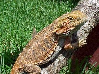 Pogona minor