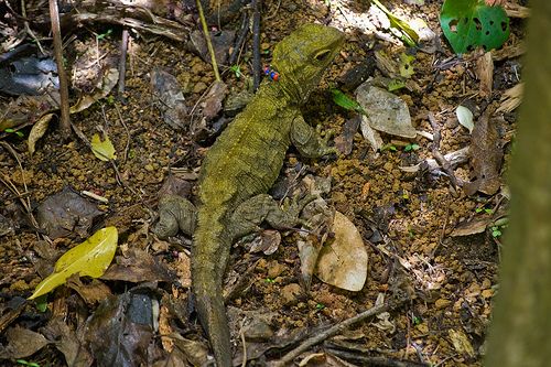 Tuatara