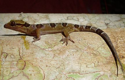 nyugat-afrikai-gekko