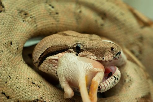 Dermophis mexicanus