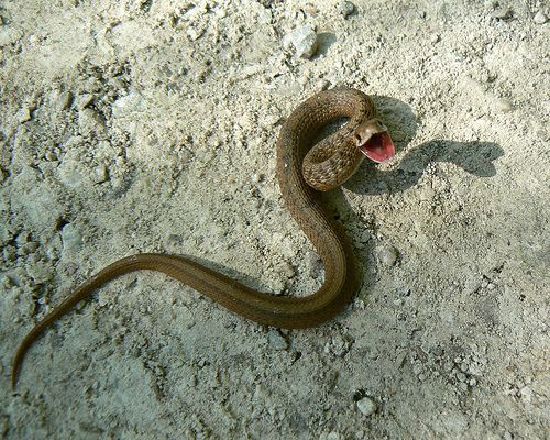kígyók és paraziták