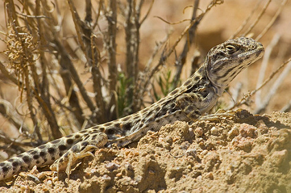 leguan, iguana