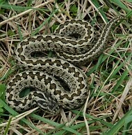 vipera, hüllő