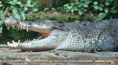 krokodil-kepek-cocodylus-porosus