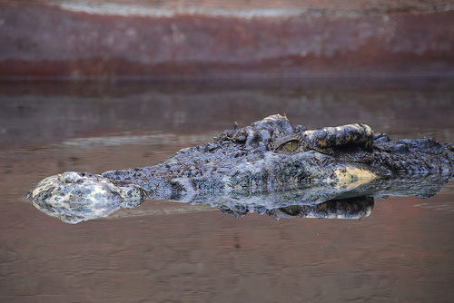 orias-krokodil-a-vizben