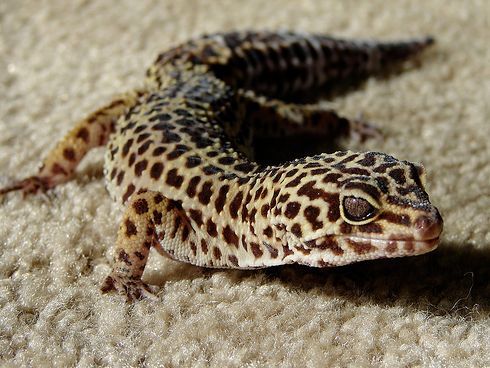 leopard-gekko