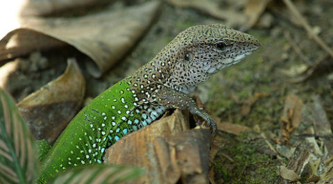 tegu, ameiva, futógyík