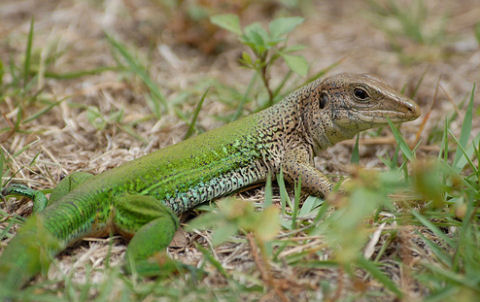 törpe tegu, zöld ameiva, futógyík