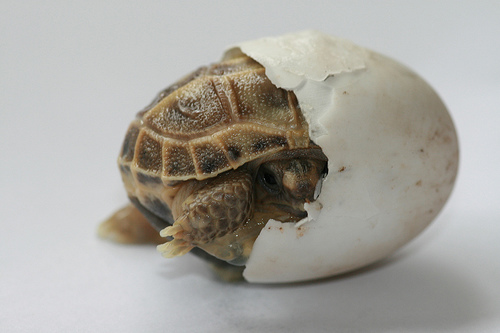 teknőstojásból kikelő teknősbébi