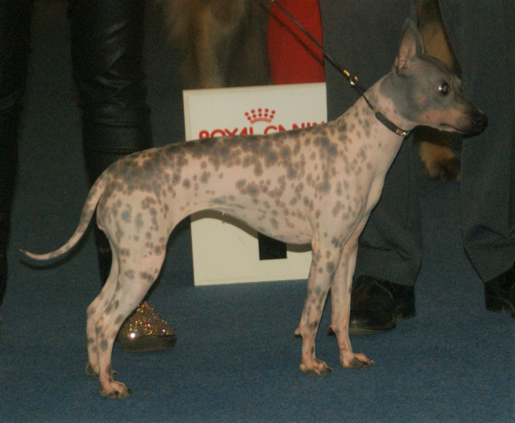 Amerikai kopasz terrier