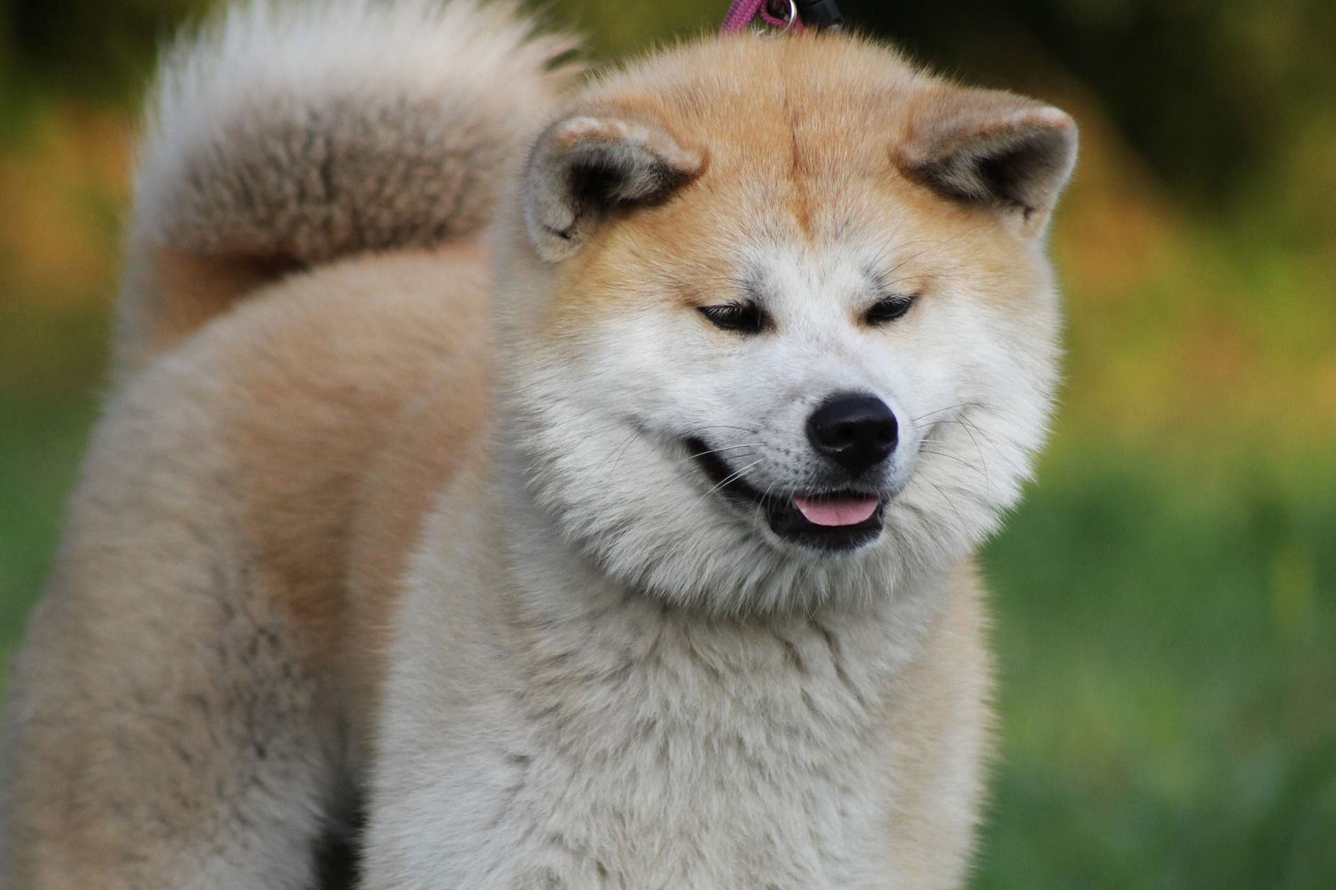 Amerikai akita inu