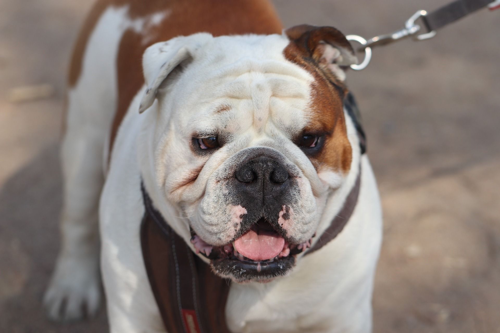 Angol bulldog