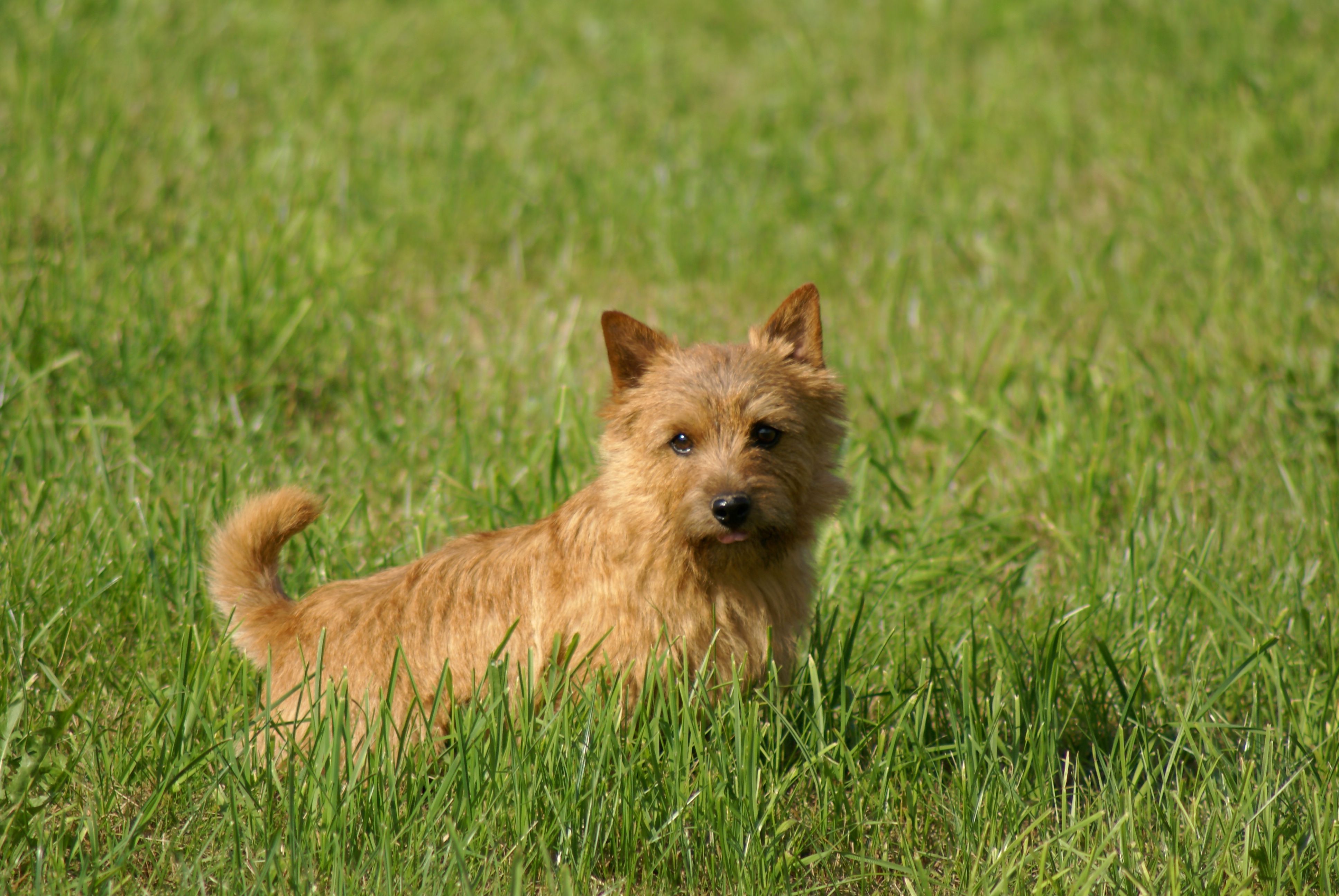 Norwich terrier
