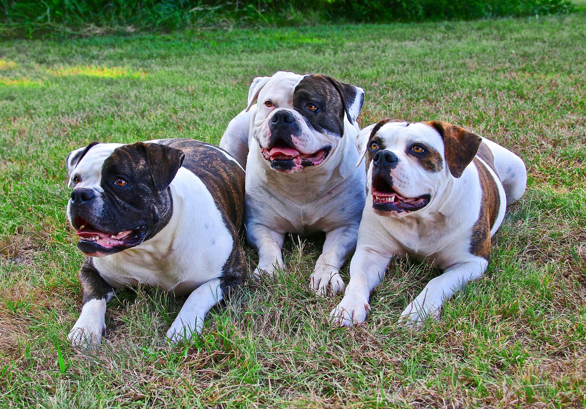 Amerikai bulldog