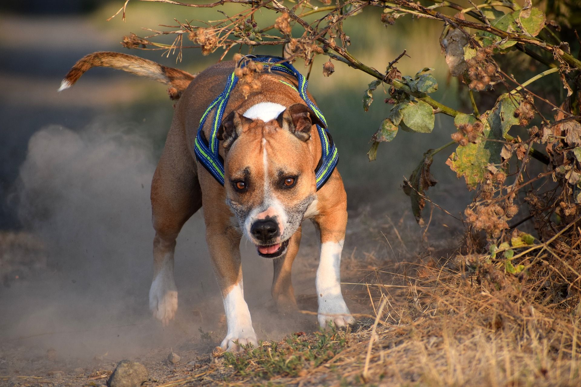 Amerikai staffordshire terrier