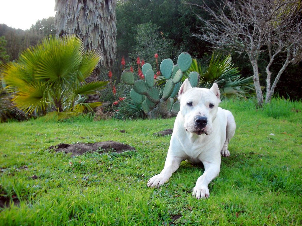 Argentin dog