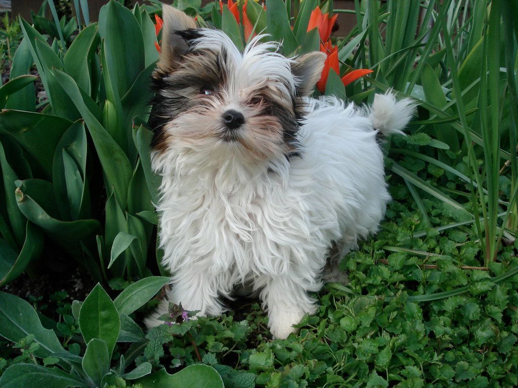 Biewer Yorkshire Terrier