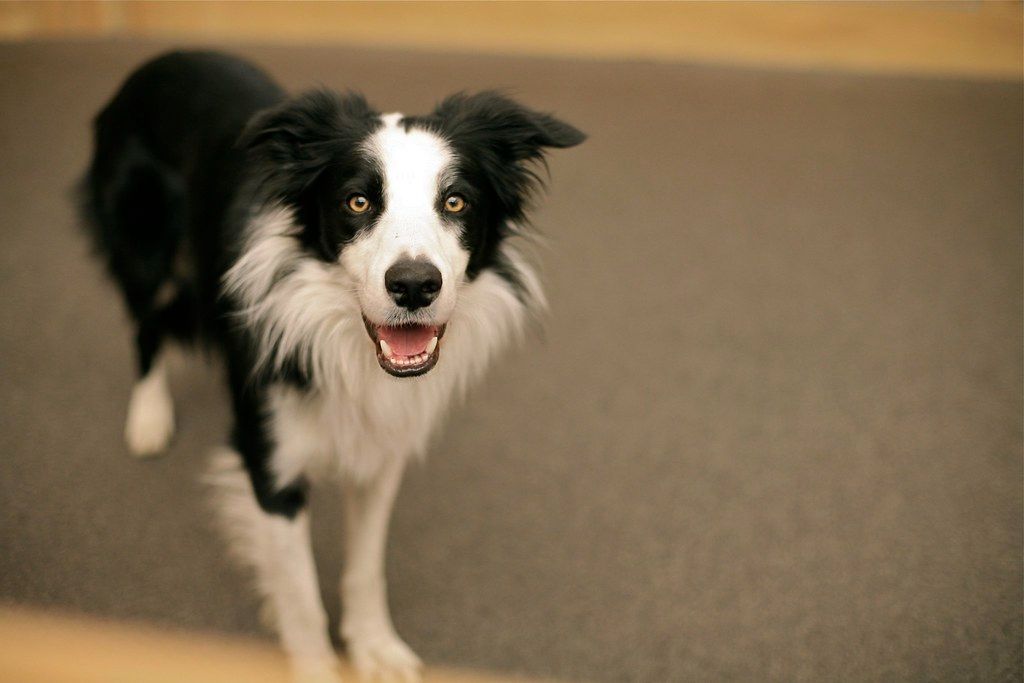 Border Collie