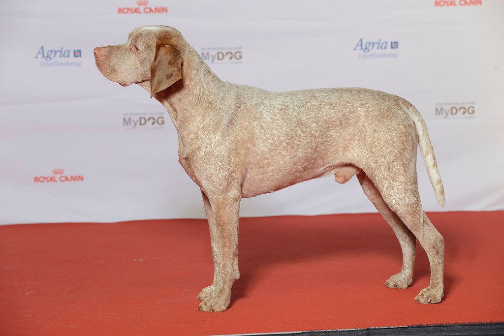 Bourbonnais-i vizsla