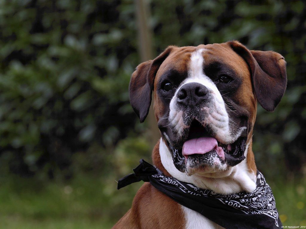 Boxer