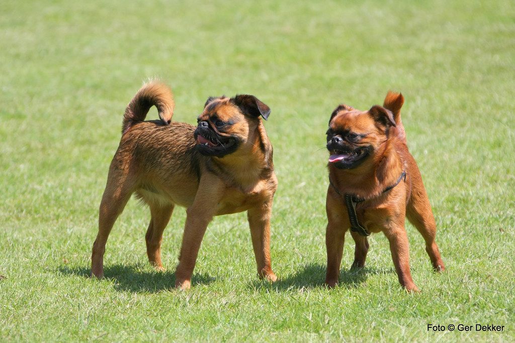 Brabanti kis griffon