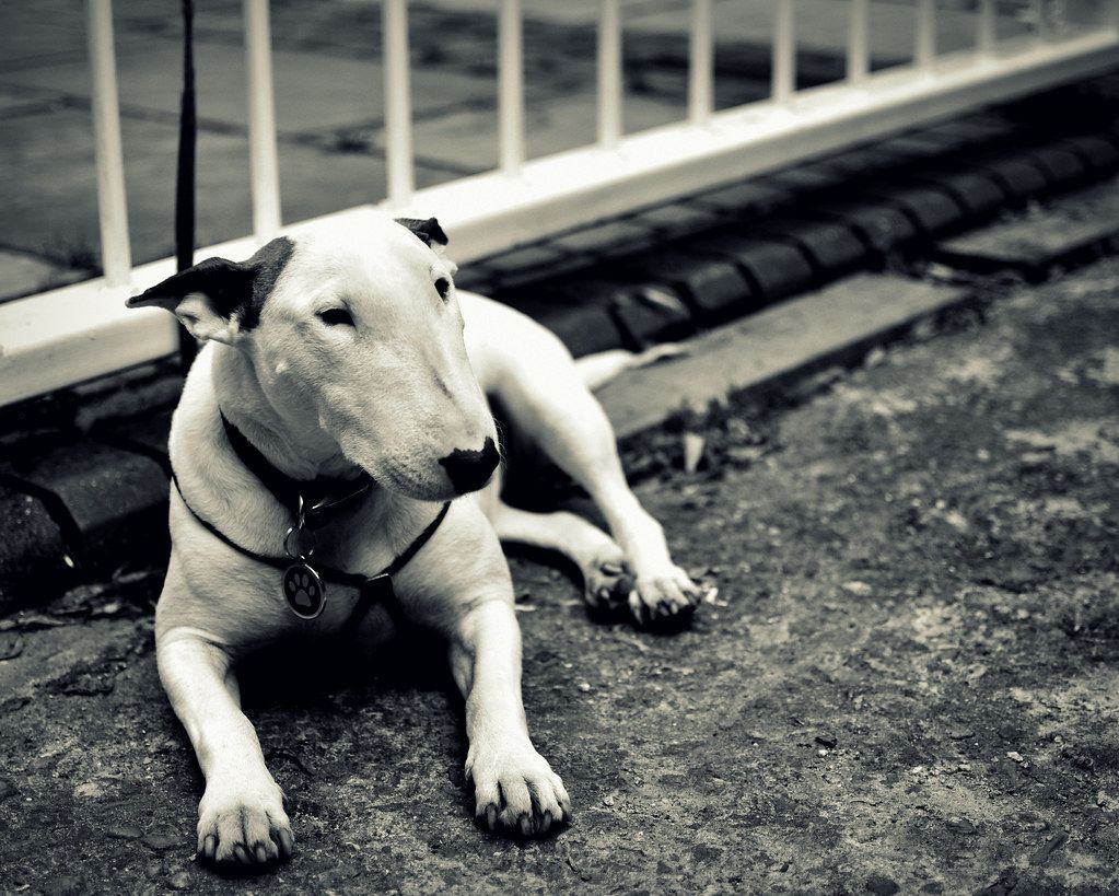 Bullterrier