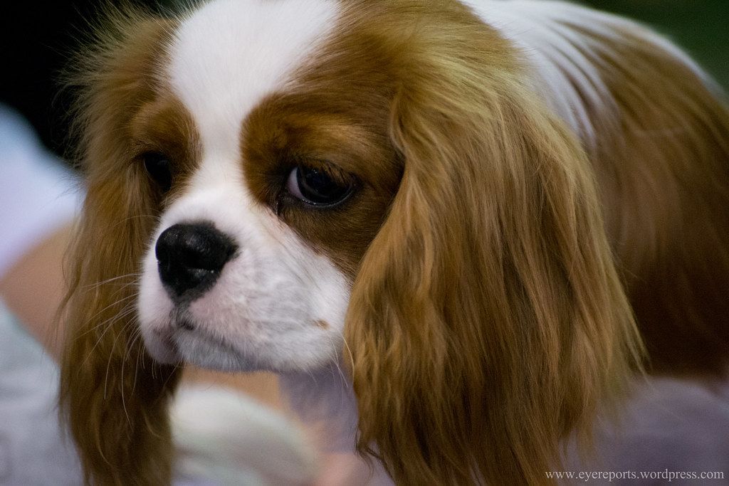 Cavalier King Charles spániel