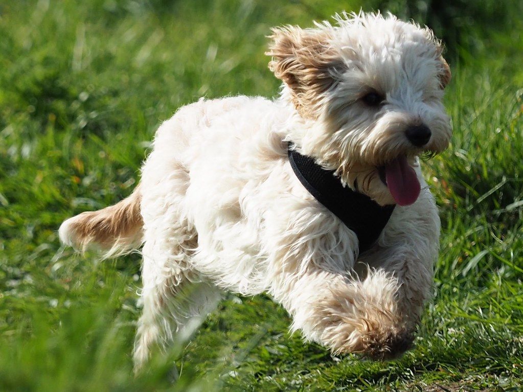 Cavapoo