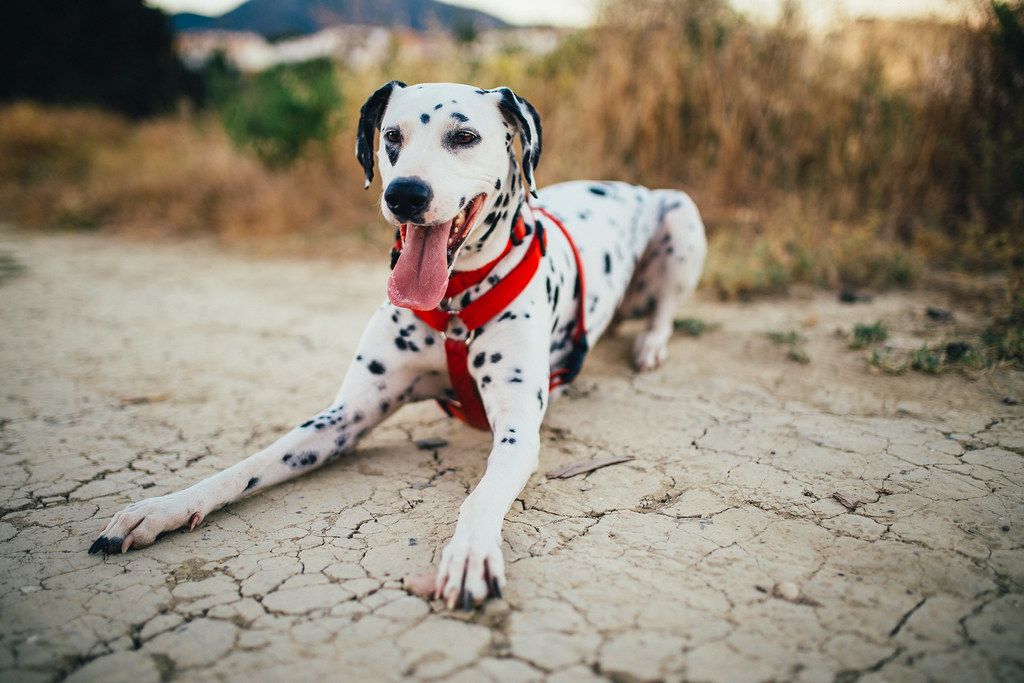 Dalmata