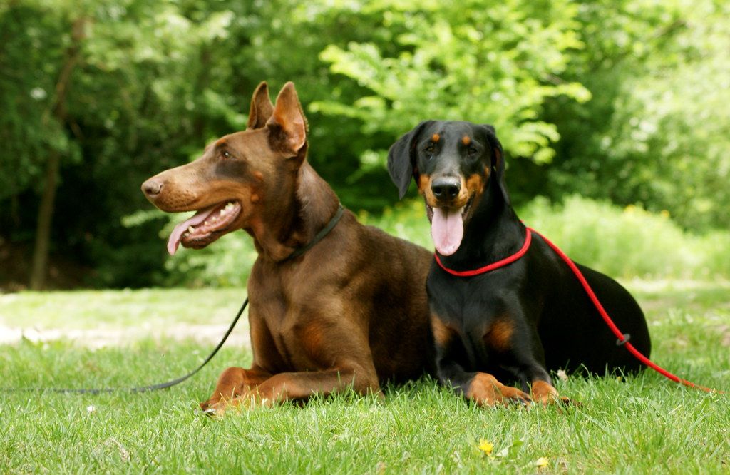 Dobermann