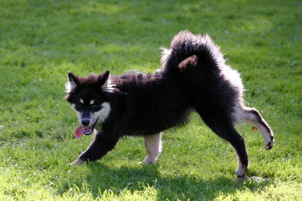 Finn lapphund