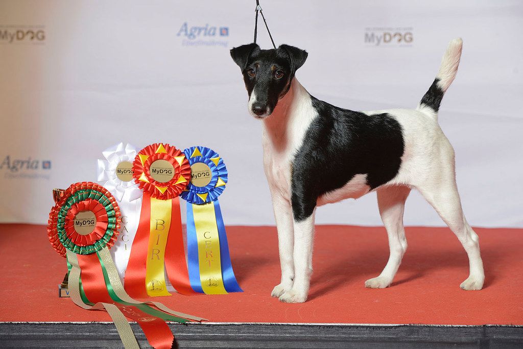 Foxterrier