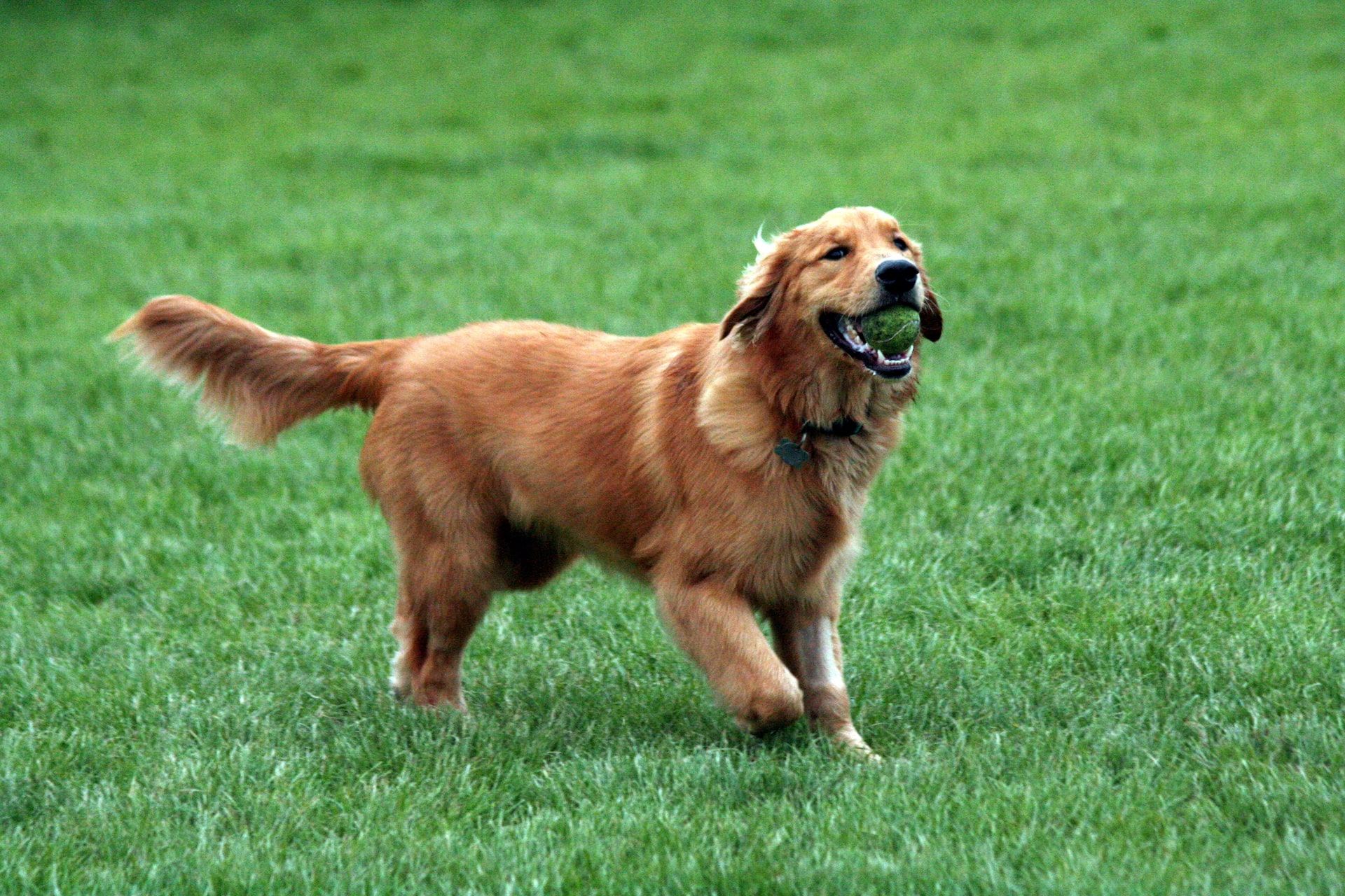 Golden retriever