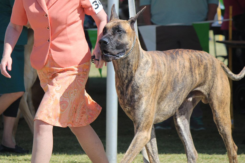 Német dog
