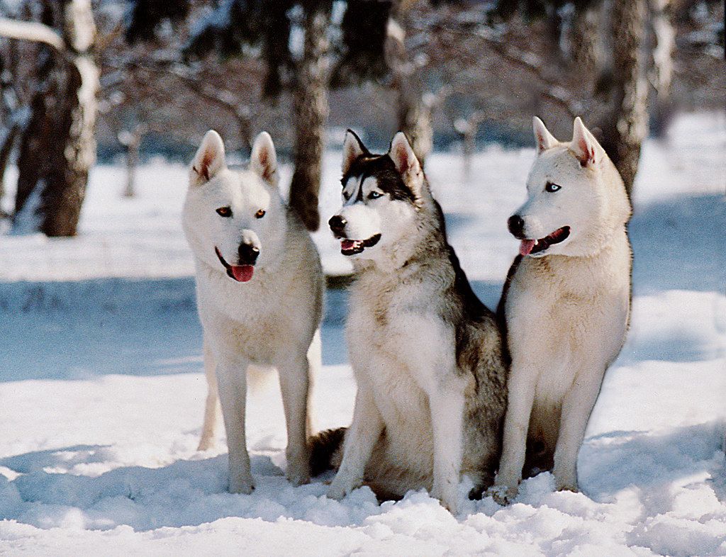 Szibériai husky