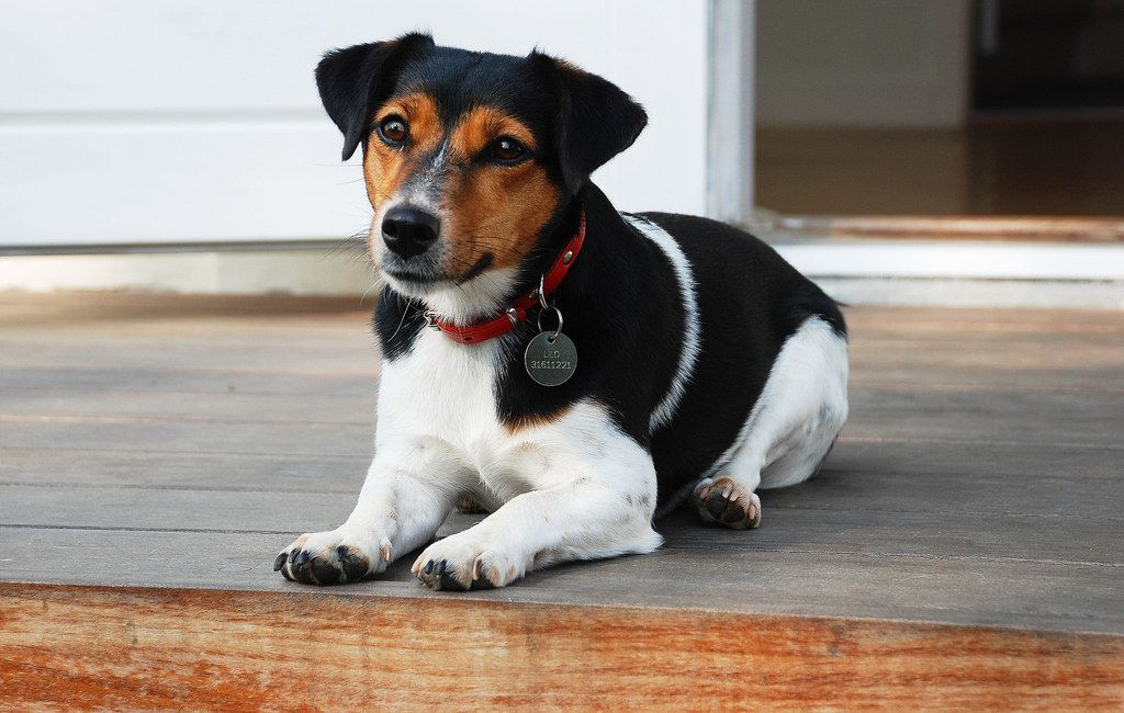 Jack Russell terrier