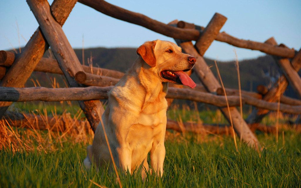 Labrador retriever