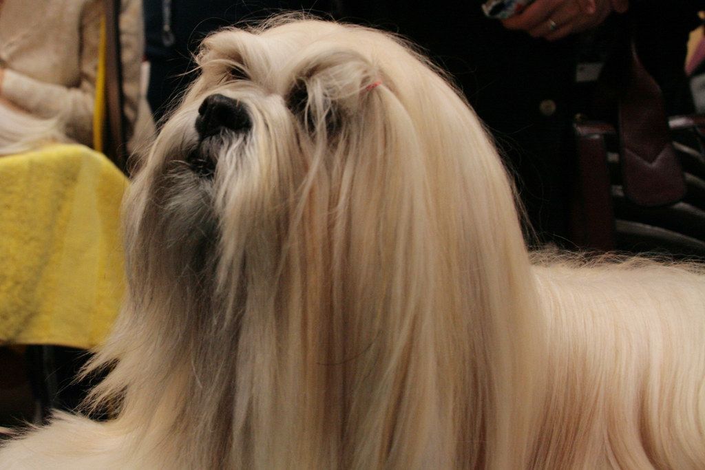 Lhasa apso