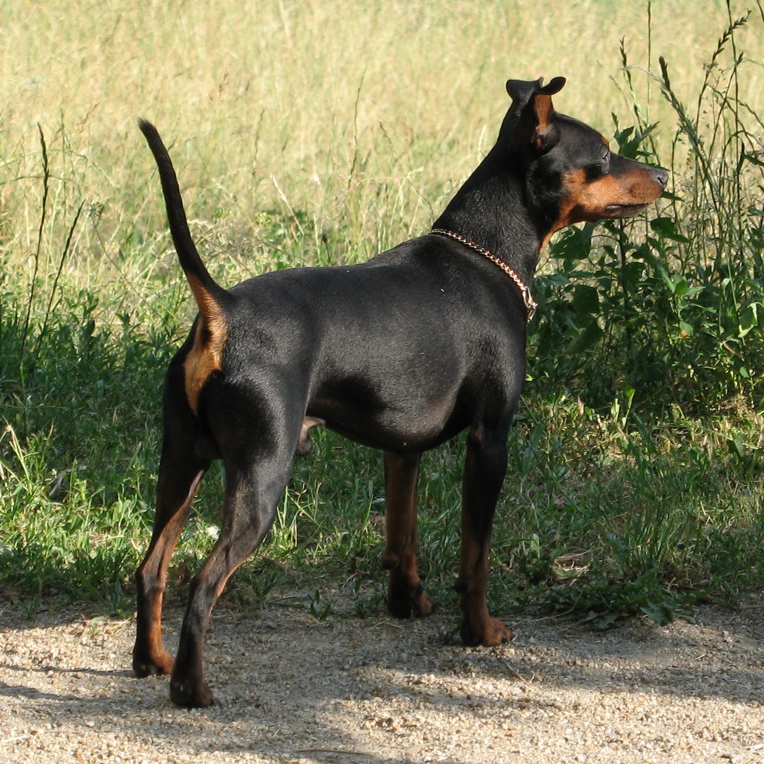 Törpe pinscher