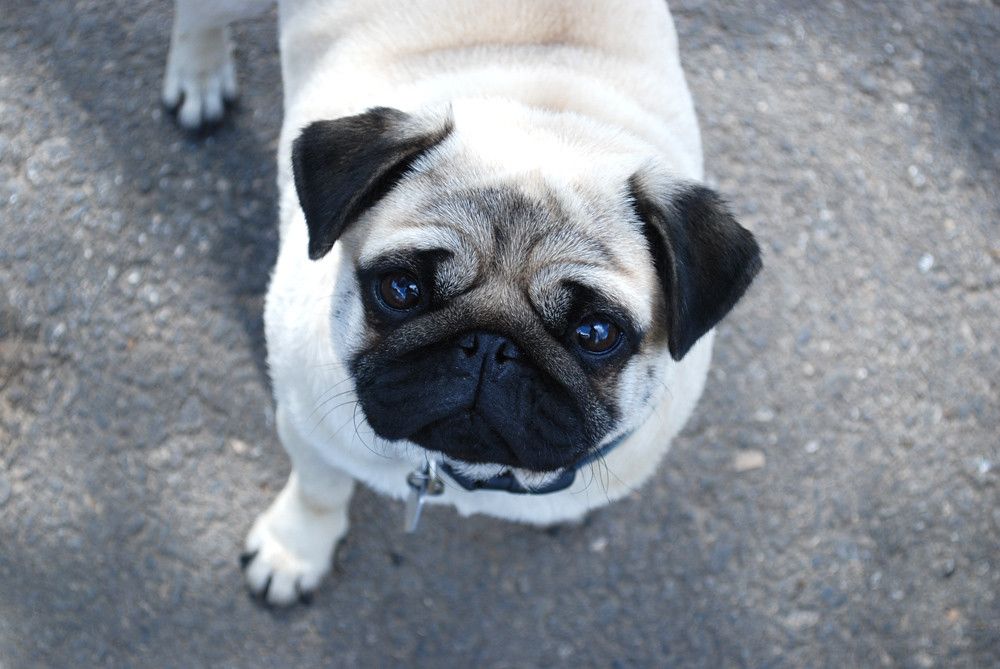 Mopsz