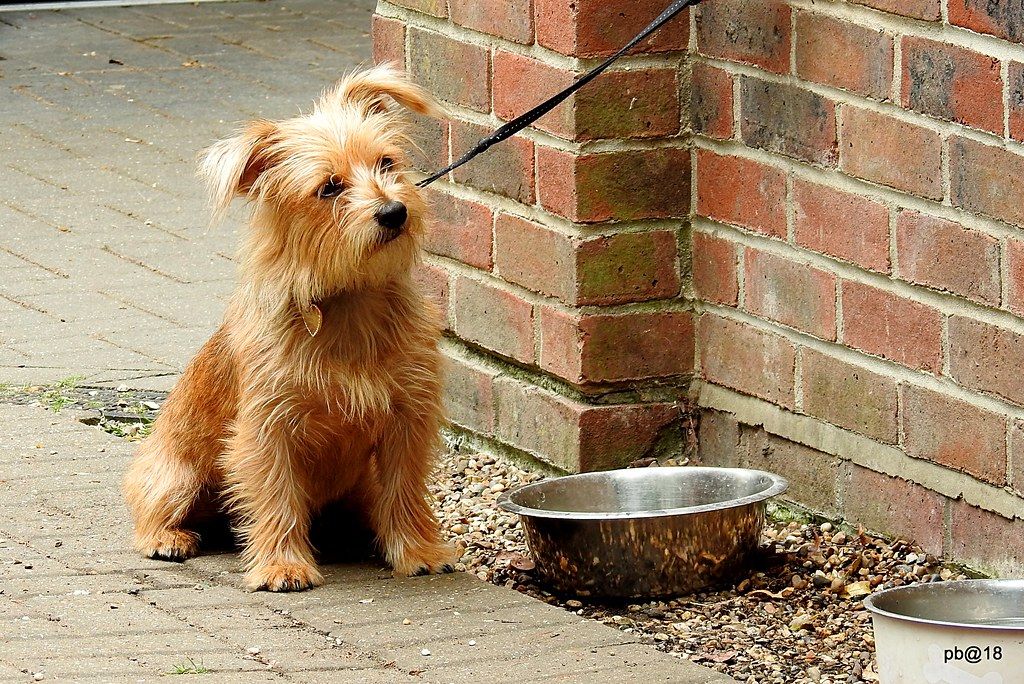 Norfolk terrier