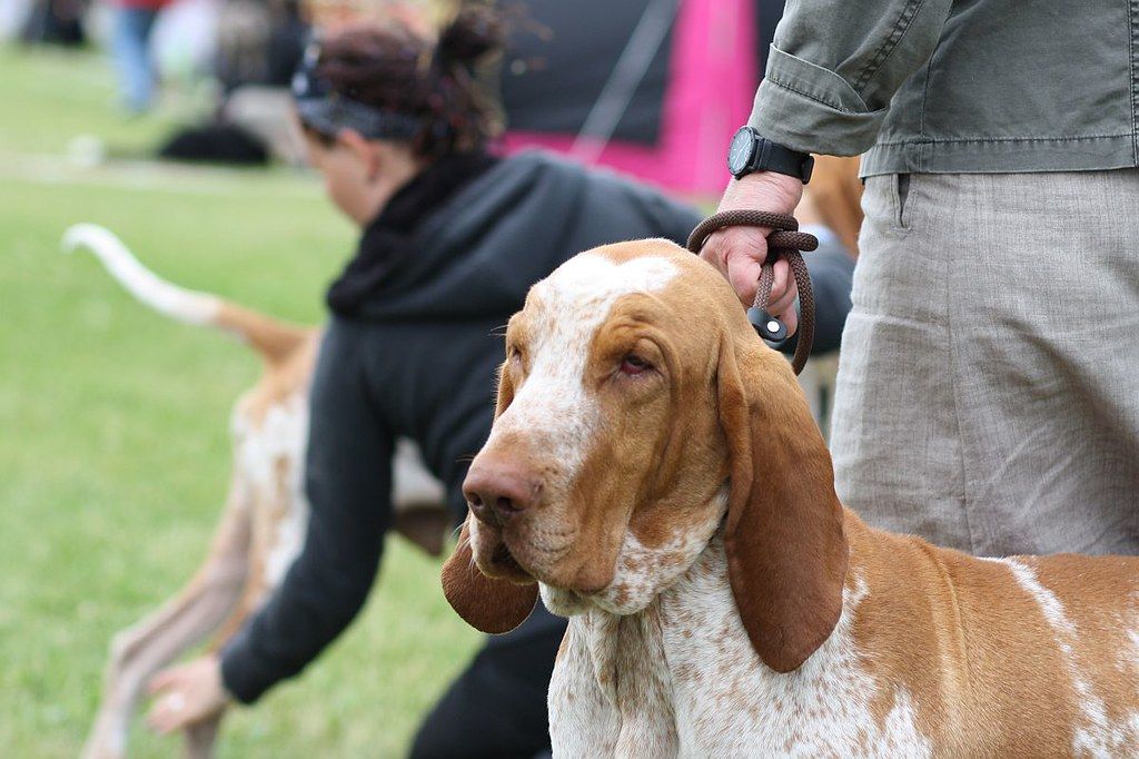 Olasz vizsla