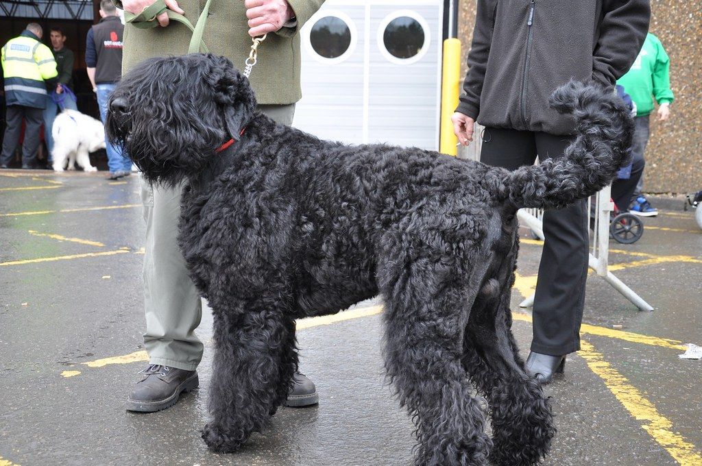 Orosz fekete terrier